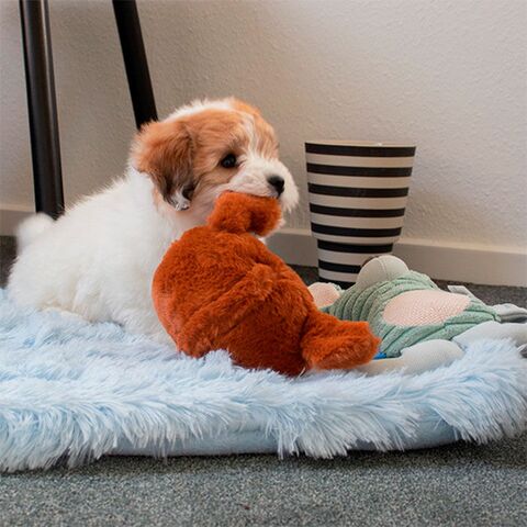 Monster Bold Hund | Fluffy Yeti Madras | Kanin med bidering