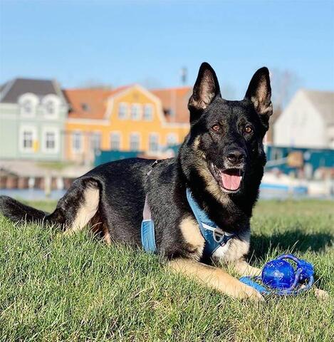 KONG Squeezz ball med håndtag | Schæferhund