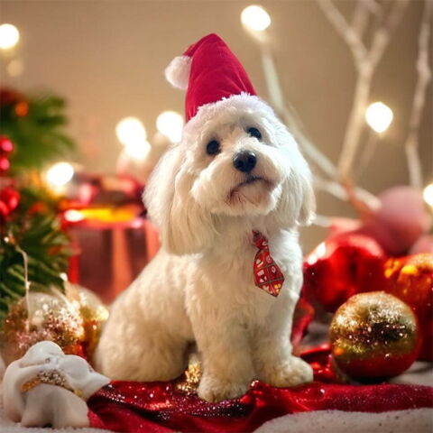 Formfast Nissehue til hunde