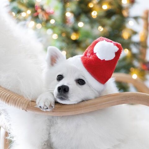 Formfast Nissehue til hunde