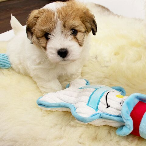 Ollipet Snemand | Coton de tulear hvalp