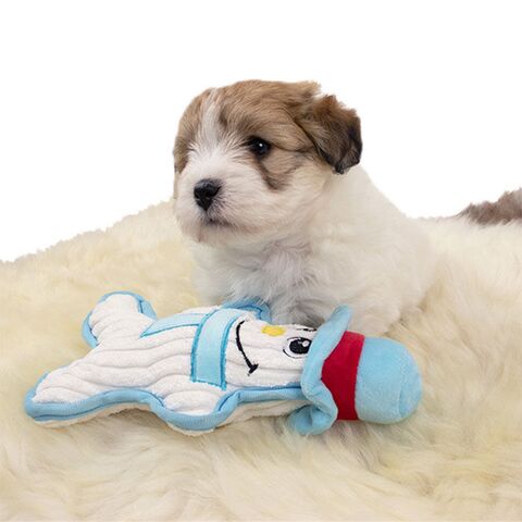 Ollipet Snemand | Coton de tulear hvalp