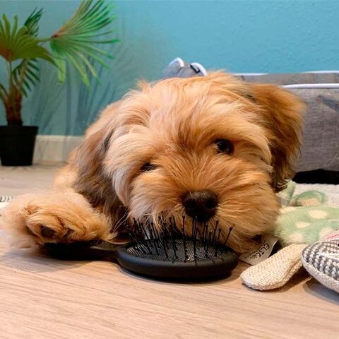 Ollipet Tangle brush mini