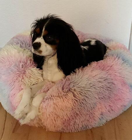 Billede fra en glad kunde | cavalier King Charles spaniel Molly | str 60