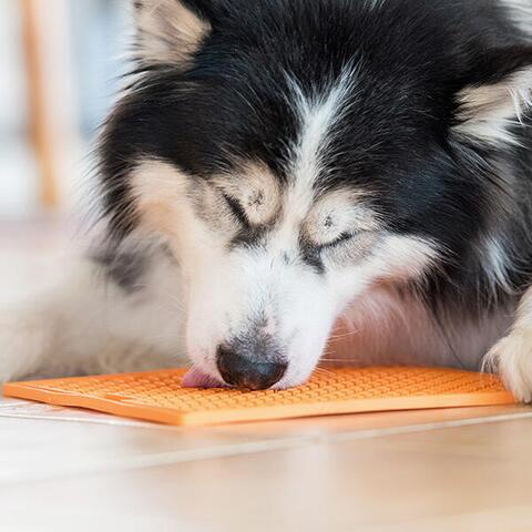 LickiMat Buddy | Aktivitetsmåtte