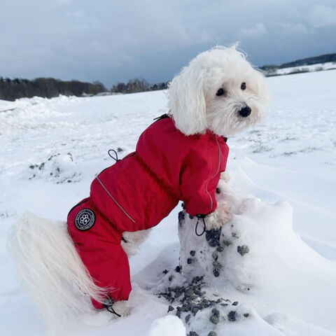 Ollipet flyverdragt | m. fleecefór på en Coton de Tulear