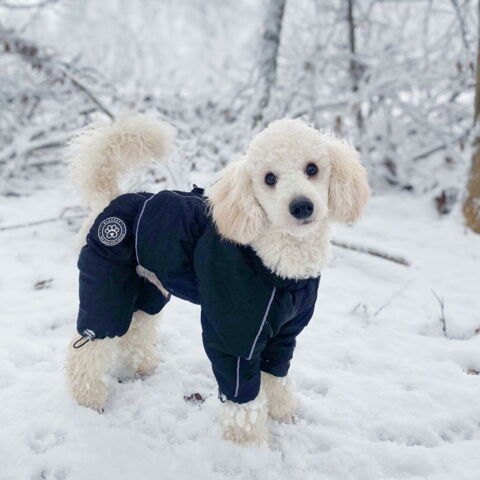 Ollipet flyverdragt | m. fleecefór på Puddelhund