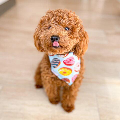 Donut Bandana til hund | Teddydog Chili | Puddel