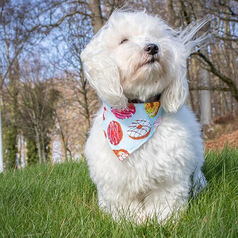 Donut Bandana til hund