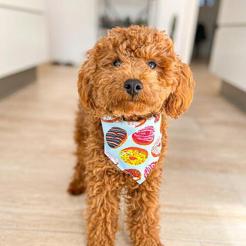 Donut Bandana til hund | Teddydog Chili | Puddel