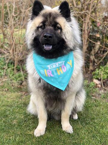It's my Birthday Bandana