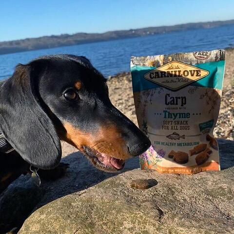 Carnilove Soft snack med karpe og timian | Odji Gravhund