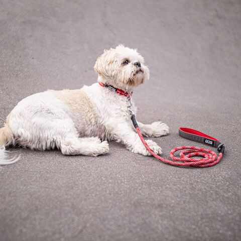 Dog Copenhagen Urban Style Hundehalsbånd | Rød