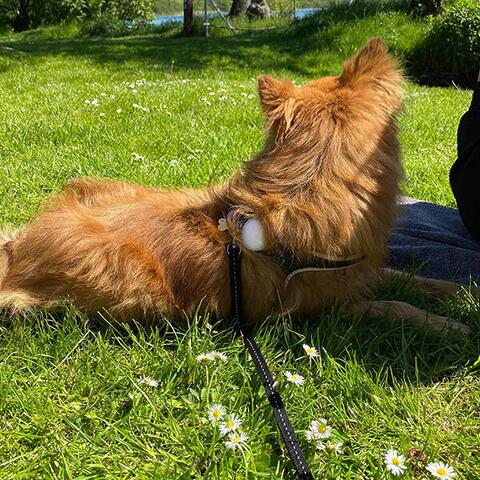 True Love LED Lygte | Hvid | Bailey Pomperanian Testhund