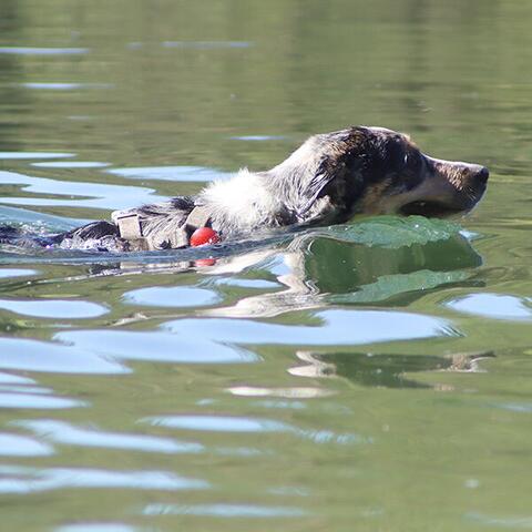 True Love LED Lygte | Rød | Kaos Australian Shepherd Testhund