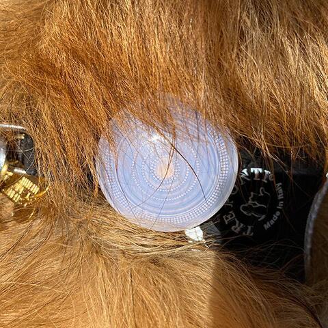 True Love LED Lygte | Hvid | Bailey Pomperanian Testhund