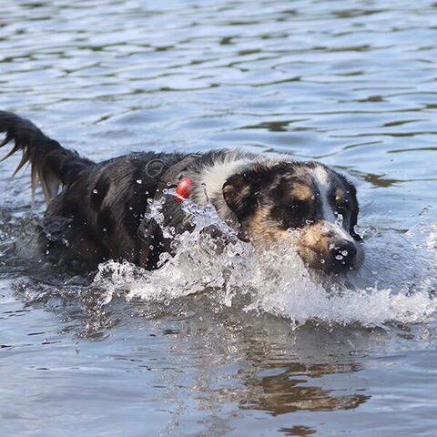 True Love LED Lygte | Rød | Kaos Australian Shepherd Testhund