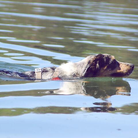 True Love LED Lygte | Rød | Kaos Australian Shepherd Testhund