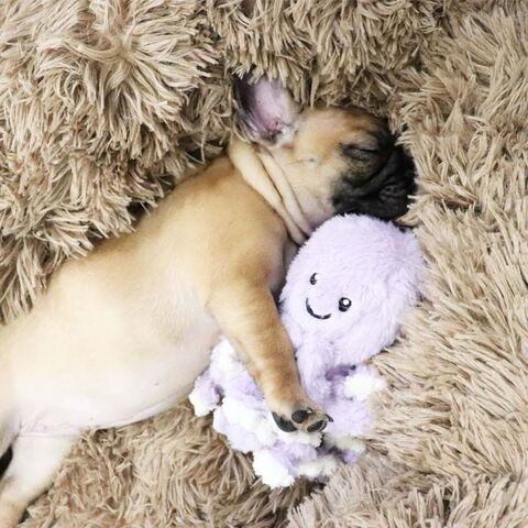 Ollipet Blæksprutte med 8 arme I Lilla I 18 cm