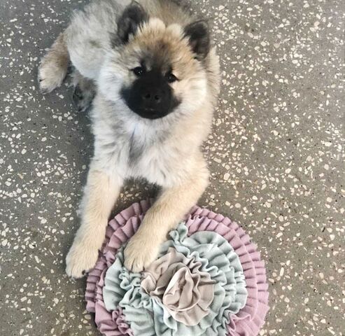 Junior Snusetæppe | Til hvalpe