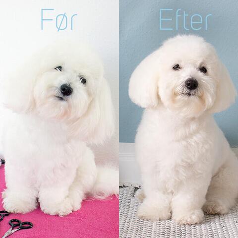 Ollipet Rosella groomingsakse no.1| Coton de Tulear klippet med Rosella