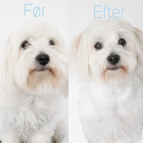 Ensiddet effilersaks | Fishbone|
Coton de Tulear klippet med Rosella no.2