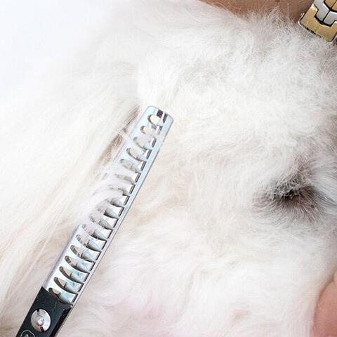 Ensiddet effilersaks | Fishbone|
Coton de Tulear klippet med Rosella no.2