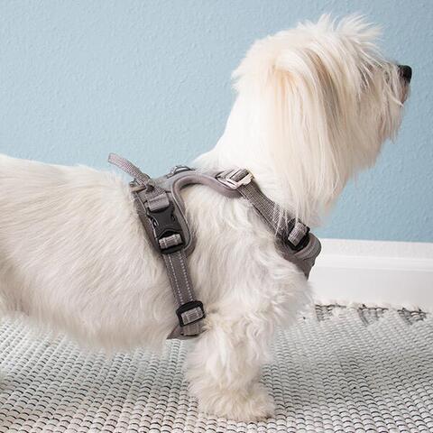 True Love Explosion Proof | Hundesele → Str Small til Coton de Tuler på 6 kg