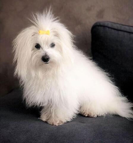 Plastspænde med kødben