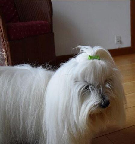 Plastspænde med kødben