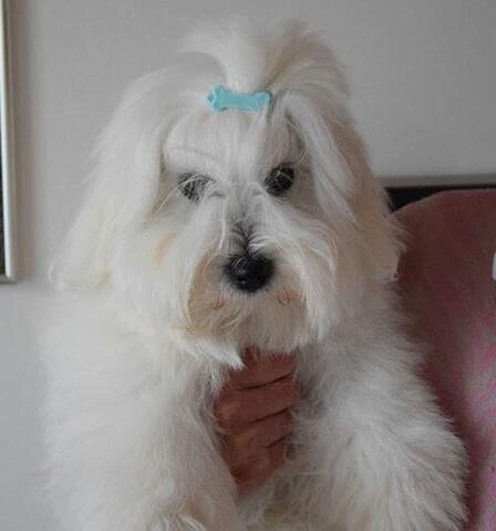 Plastspænde med kødben