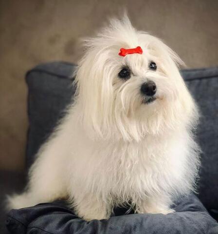 Plastspænde med kødben