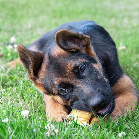 Gnavepakke til hvalpebisser