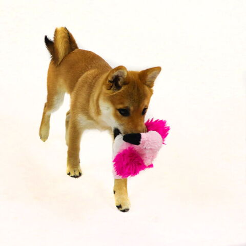 Pink Flamingo og Jenna