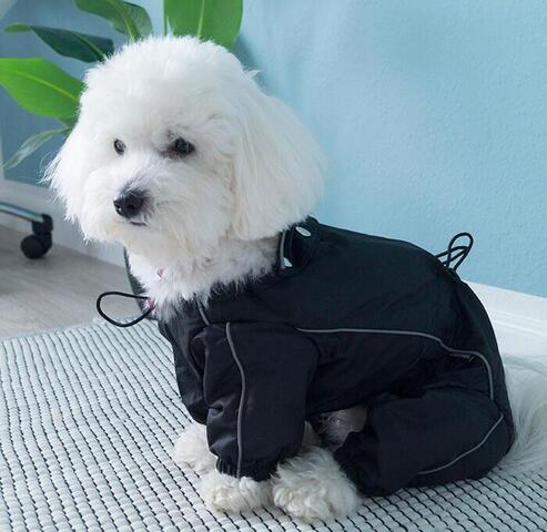 Hunderegndragt fra Kbl → Coton de tulear model