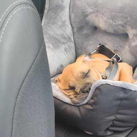 LUKSUS Auto Sitz | Hector Fransk Bulldog