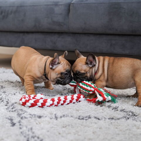 Legerebspakke | højtidspakke