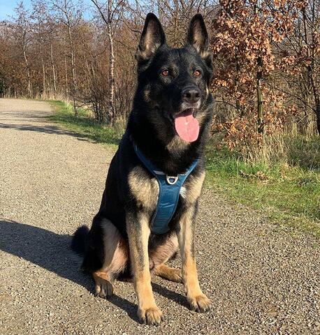 Dog Copenhagen hundesele | Str L på Schæferhund