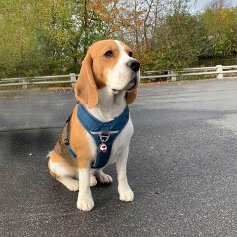 Dog Copenhagen hundesele | Beagle