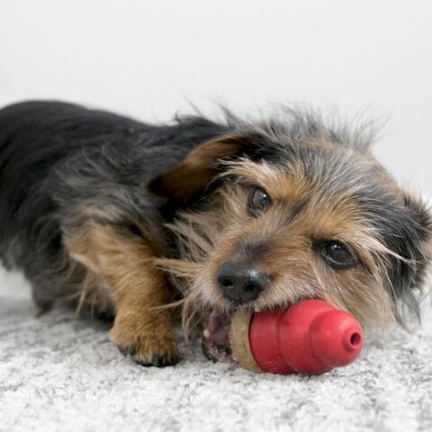 KONG Marathon Kylling Snack