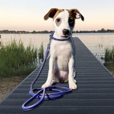 WAU Dog rundsyet line