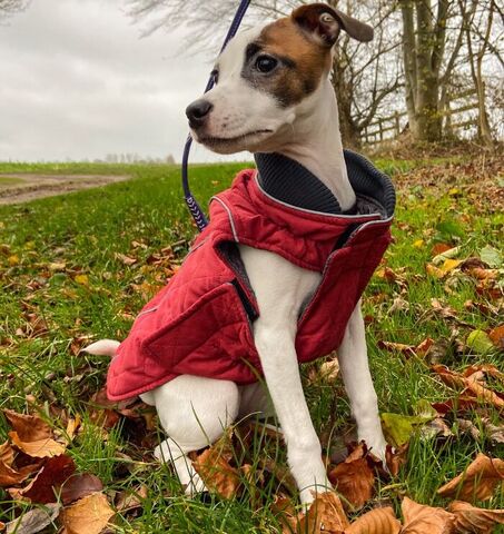 Vinterdækken DogLemi