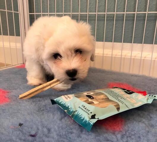 Tugg Dental Tyggeben