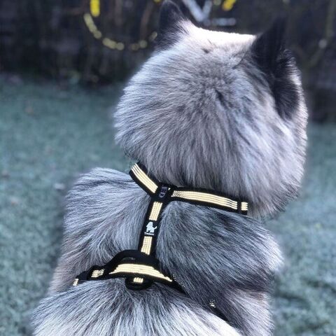 Reflekssele | TrueLove I Str. Large