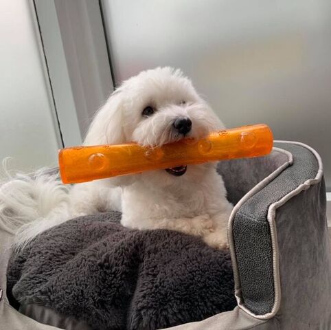 KONG Squeezz Crackle Stick