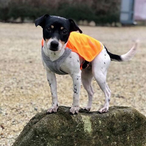 Refleksvest str. S| Truelove