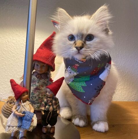 Julebandana til hund