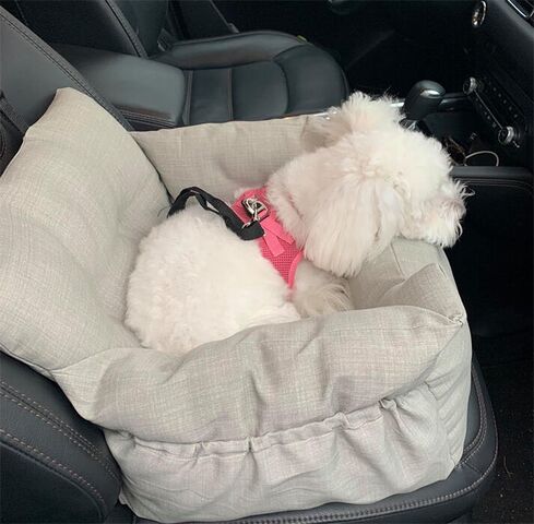 Soft Journey bilsæde | Ollipet→ Med Coton de tulear på ca. 7 kg I Str. small