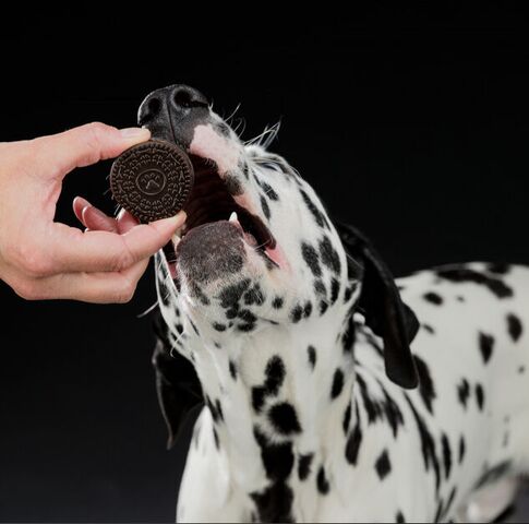 Black & White Cookies | Hundekiks m. kylling