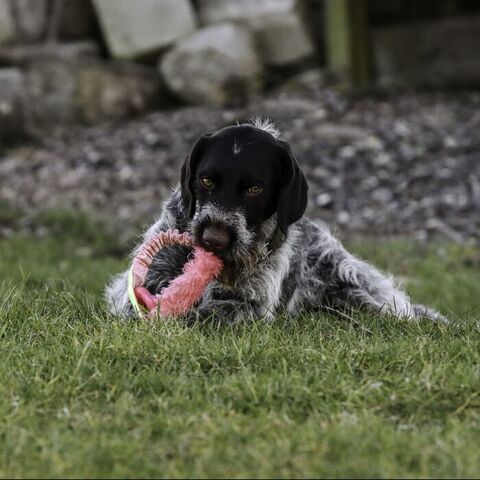 Bungee Tugger med ring